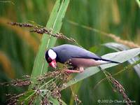 Java Sparrow - Lonchura oryzivora