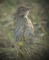 Pechora Pipit - Anthus gustavi