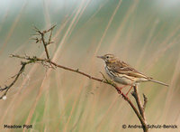 Meadow Pipit - Anthus pratensis