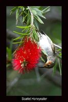 Scarlet Honeyeater