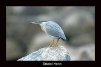 Striated Heron