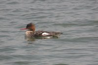 Red-breasted Merganser - Mergus serrator