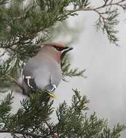 Bohemian Waxwing (Bombycilla garrulus) photo