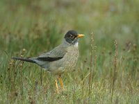 Austral Thrush (Turdus falklandii) photo