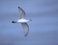 Fulmar Prion (Pachyptila crassirostris) photo