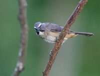 Grayish Saltator (Saltator coerulescens) photo