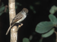 La Sagra's Flycatcher (Myiarchus sagrae) photo