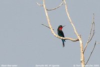 Black Bee-eater - Merops gularis