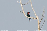 Black Bee-eater - Merops gularis