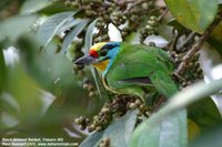 Black-browed Barbet - Megalaima oorti