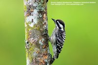 Brown-capped Woodpecker - Dendrocopos moluccensis