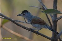 Rufous-winged Antshrike - Thamnophilus torquatus