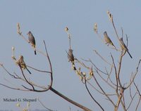 Gray Silky-flycatcher - Ptilogonys cinereus