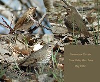 Swainson's Thrush - Catharus ustulatus