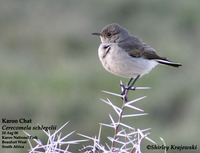 Karoo Chat - Cercomela schlegelii