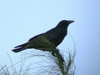 Fish Crow - Corvus ossifragus