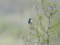 Spanish Sparrow - Passer hispaniolensis