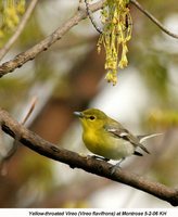 Yellow-throated Vireo - Vireo flavifrons