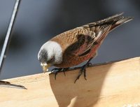 Gray-crowned Rosy-Finch - Leucosticte tephrocotis