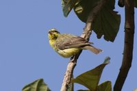 Yellow-fronted Canary - Serinus mozambicus