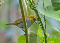 Yellow-throated Bush-Tanager - Chlorospingus flavigularis