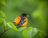 Baltimore Oriole - Icterus galbula