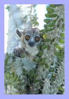 White-footed Sportive Lemur (Lepilemur leucopus)