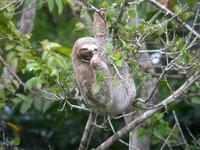 Brown-throated Three-toed Sloth (Bradypus variegatus)