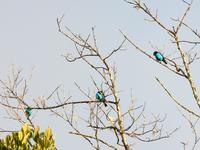 Paradise Tanager