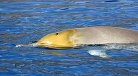 Blainville Beaked Whale