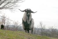 Fantasma; Cashmere Goat