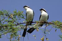 Grey-backed Fiscal Lanius excubitoroides