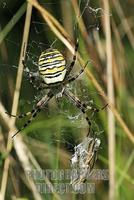 Wasp spider ( Argiope bruennichi ) with caught cricket stock photo