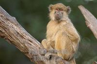 portrait of a yellow baboon stock photo