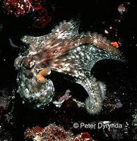 Common Octopus - Octopus vulgaris