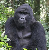 Gorilla