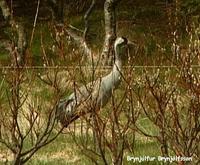 Common Crane