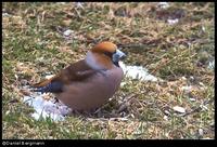 Hawfinch Coccothraustes coccothraustes