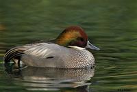 Falcated Duck, San Diego, CA
