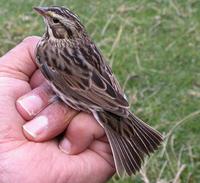Savannah Sparrow