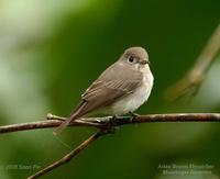 Asian Brown Flycatcher