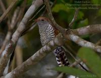 Violet Cuckoo (juvenile)