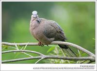 Spotted Dove