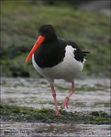 Eurasian Oystercatcher Haematopus ostralegus 검은머리물떼새