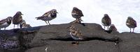 Ruddy Turnstone