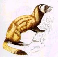 Tigeriltis [Vormela peregusna]