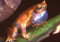 : Ophryophryne pachyprocta