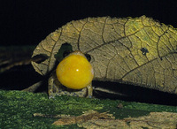 : Pristimantis diastema