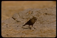 : Euphagus carolinus; Rusty Blackbird