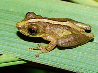 : Scinax argyreornatus; Rio Mutum Snouted Treefrog